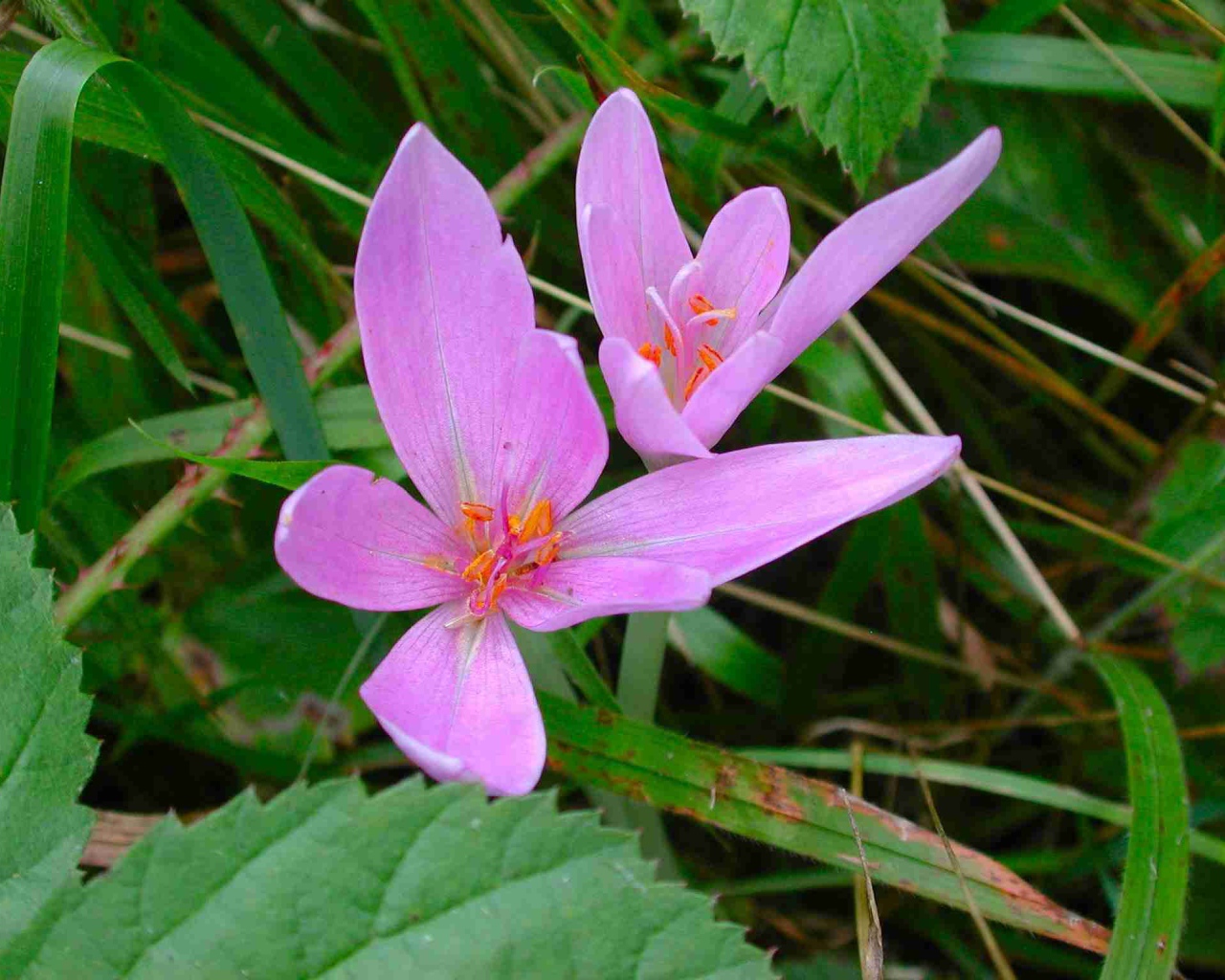 Прекрасный цветок шафран расцвел в саду