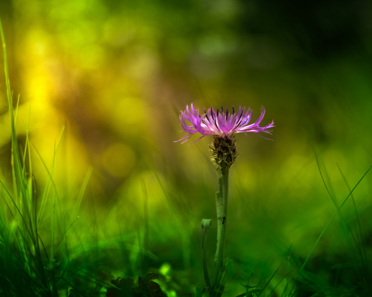 Красивый цветок василек в саду