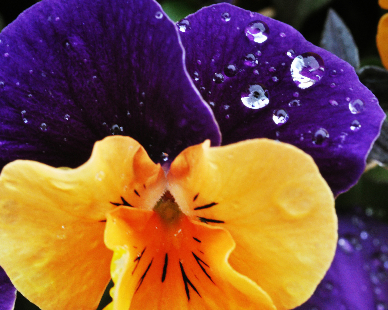 Красивый цветок анютины глазки в саду