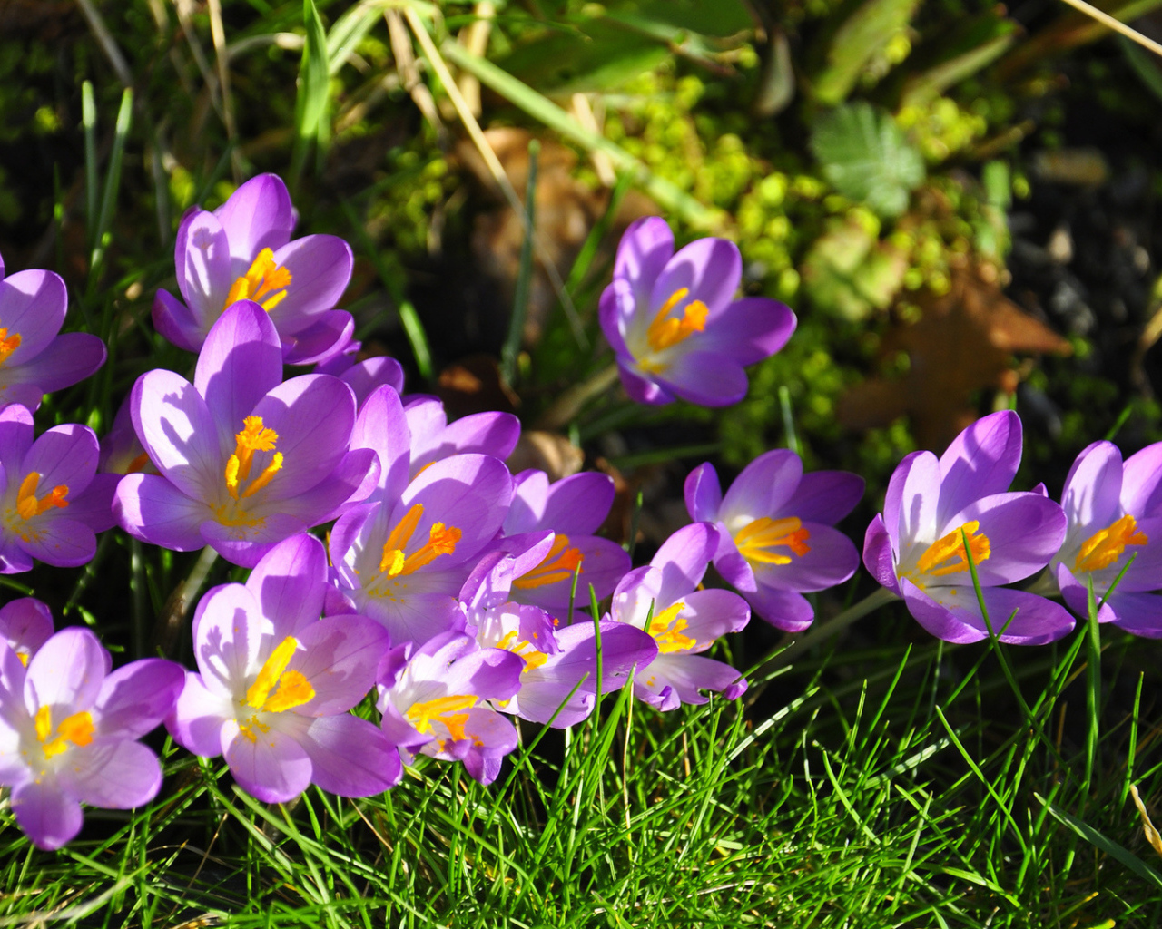 На солнце красивый цветок шафран