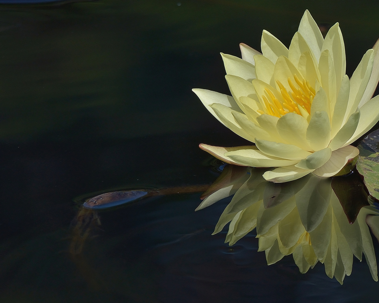 Красивый цветок лилия