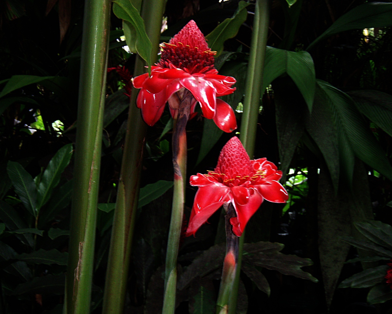 Красивый цветок роскоя на поляне