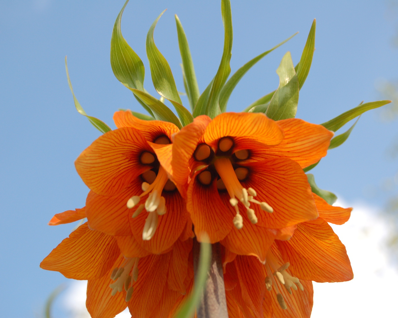 На поляне красивый цветок рябчик императорский