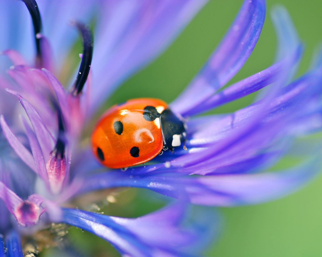 На поляне красивый цветок василек