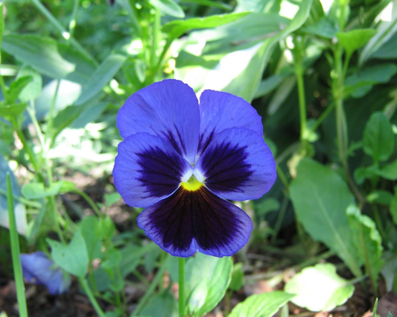 Красивый цветок анютины глазки