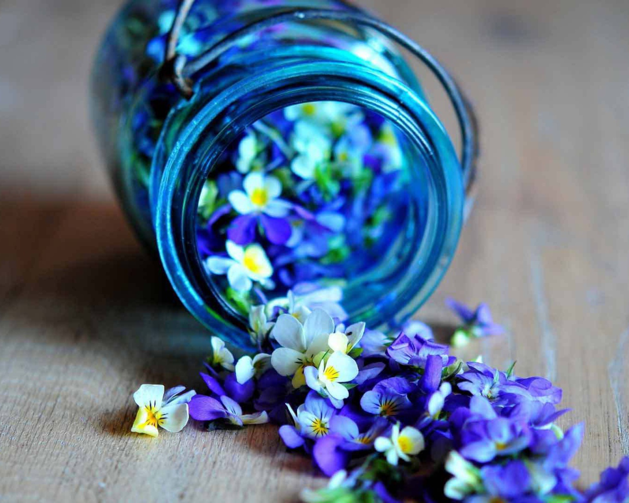 Красивые лепестки цветка виола