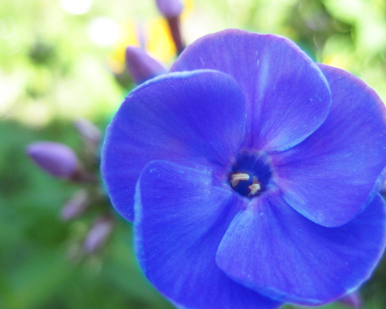 Красивый цветок флокс на поляне