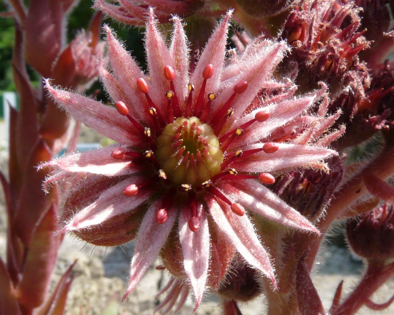 Красивый цветок молодило