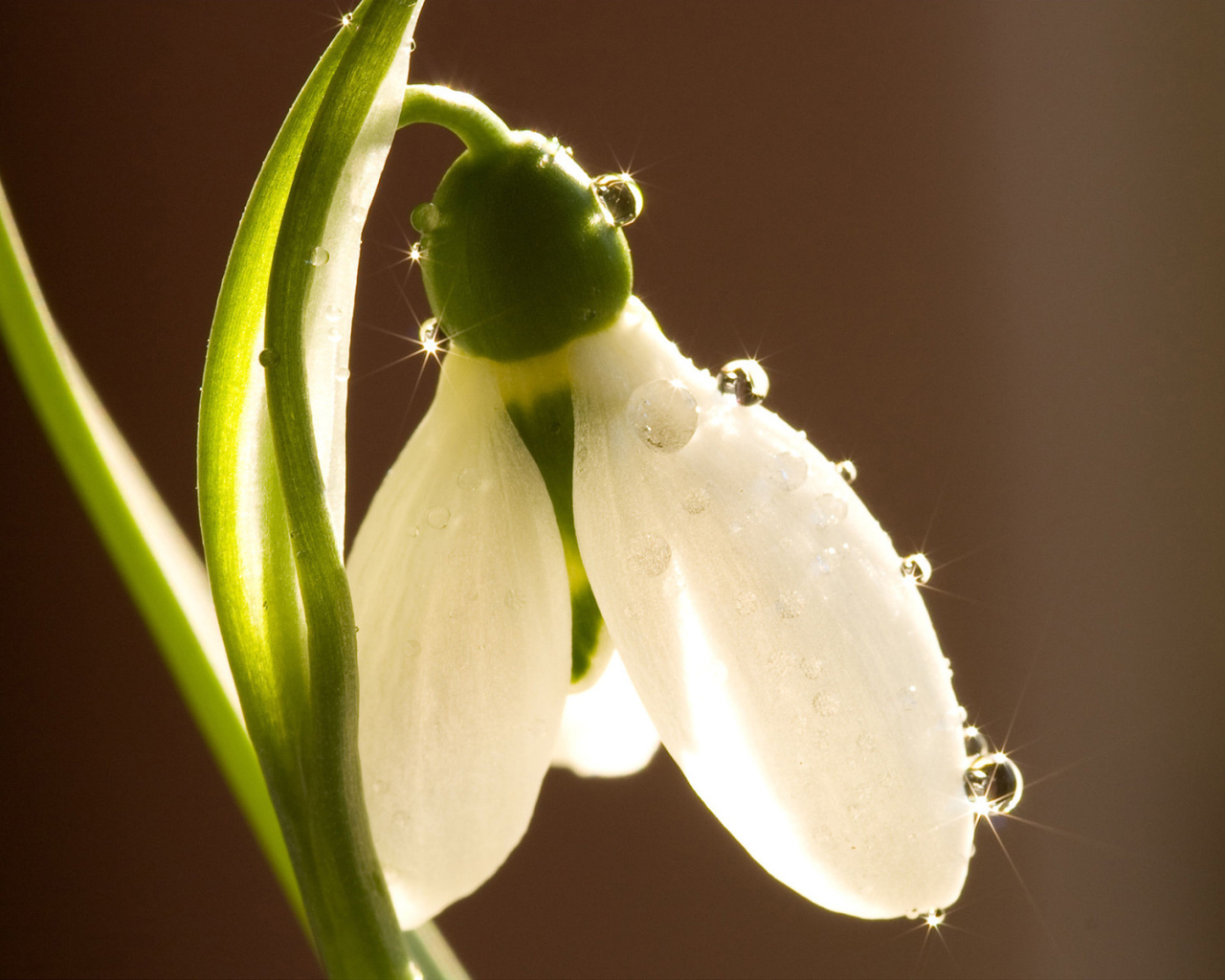 Красивый цветок подснежник