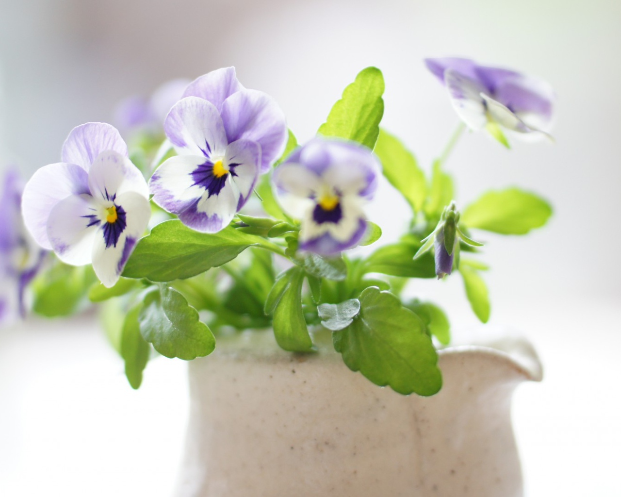 Красивые цветы