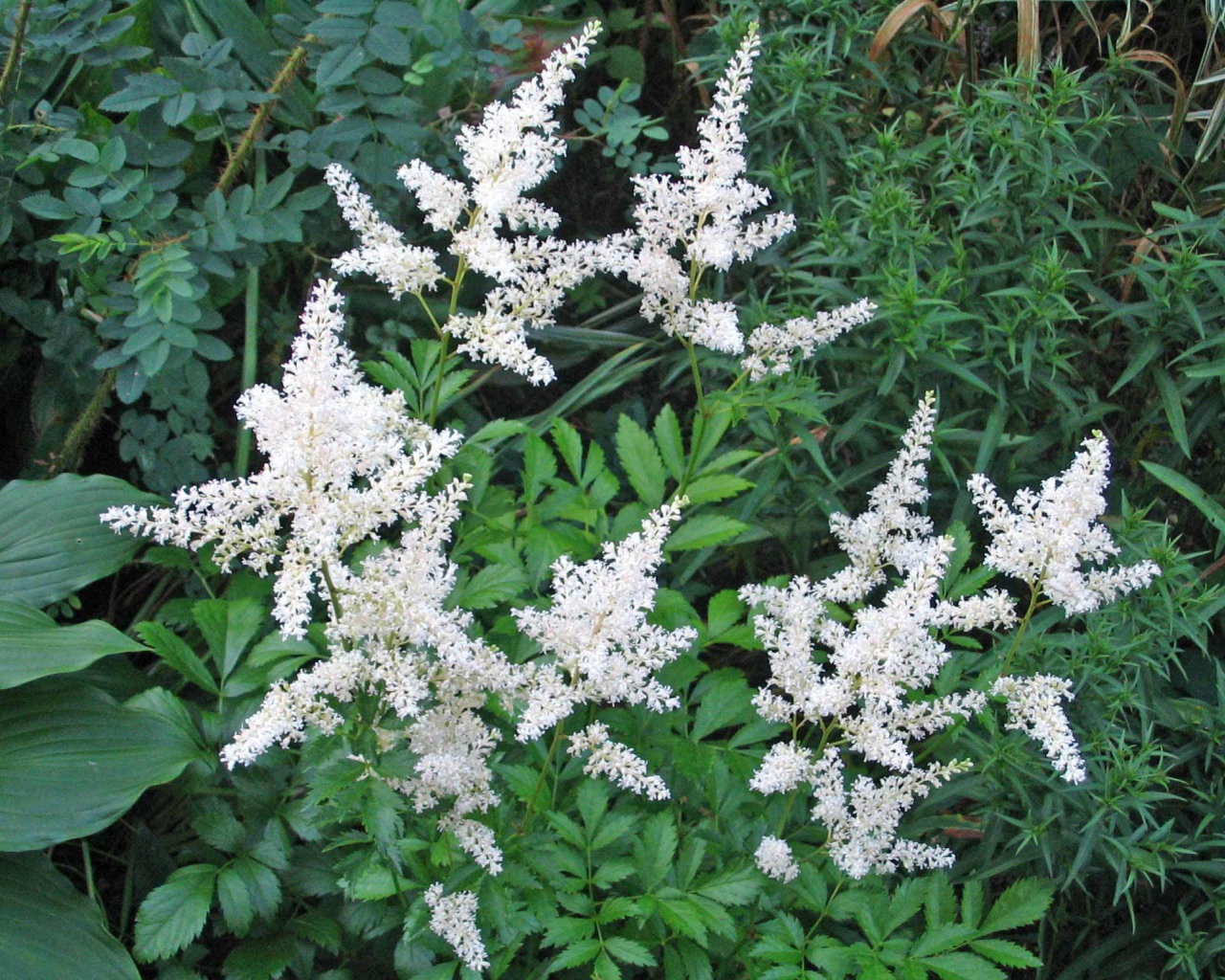 Красивые цветы астильба на клумбе в саду