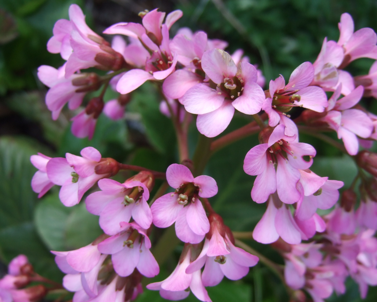 Красивые цветы бадан