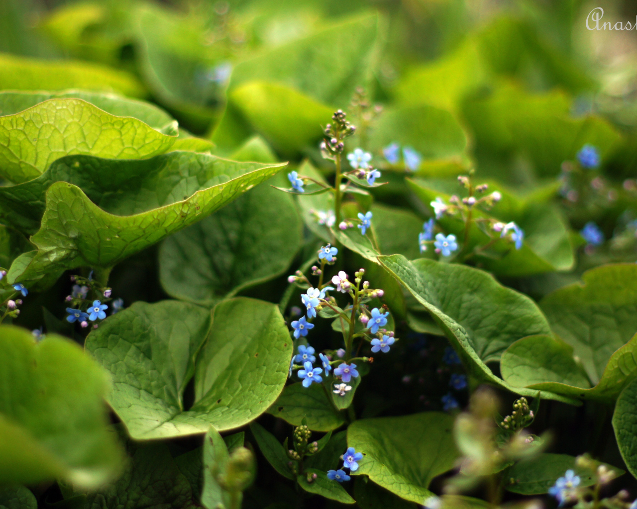 Красивые цветы бруннера