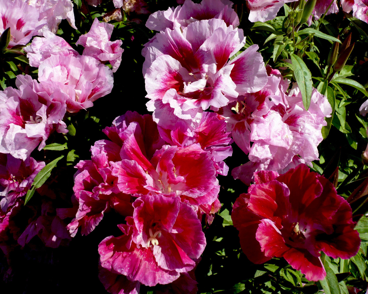 Красивые цветы кларкия (годеция) в саду