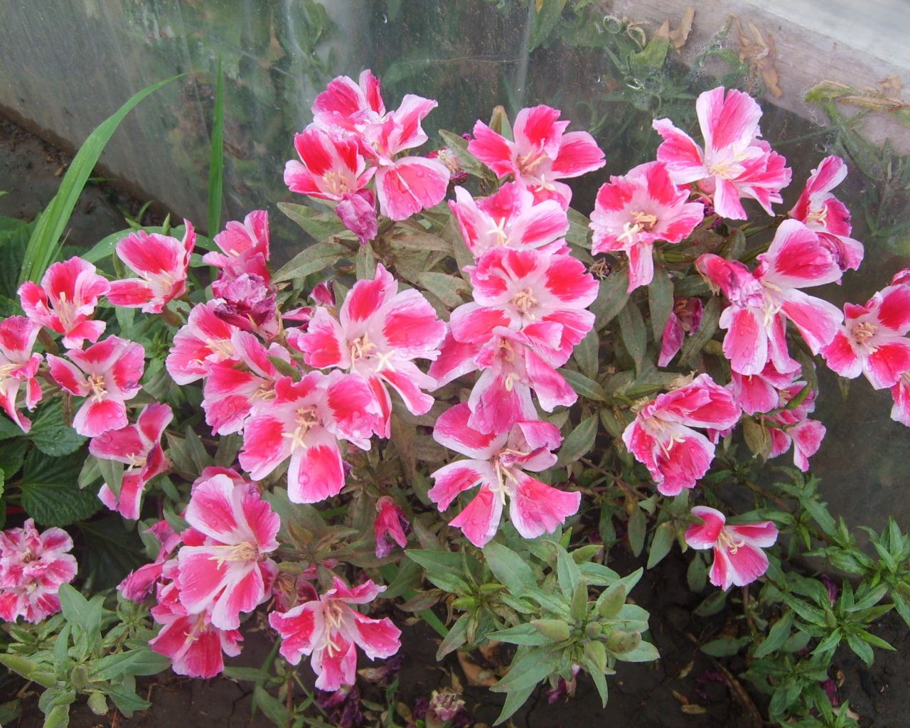 Красивые цветы кларкия (годеция) в парке