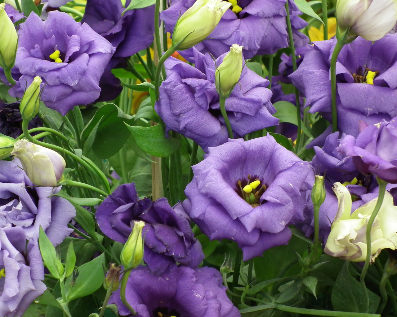 Красивые цветы эустома (ирландская роза) в саду