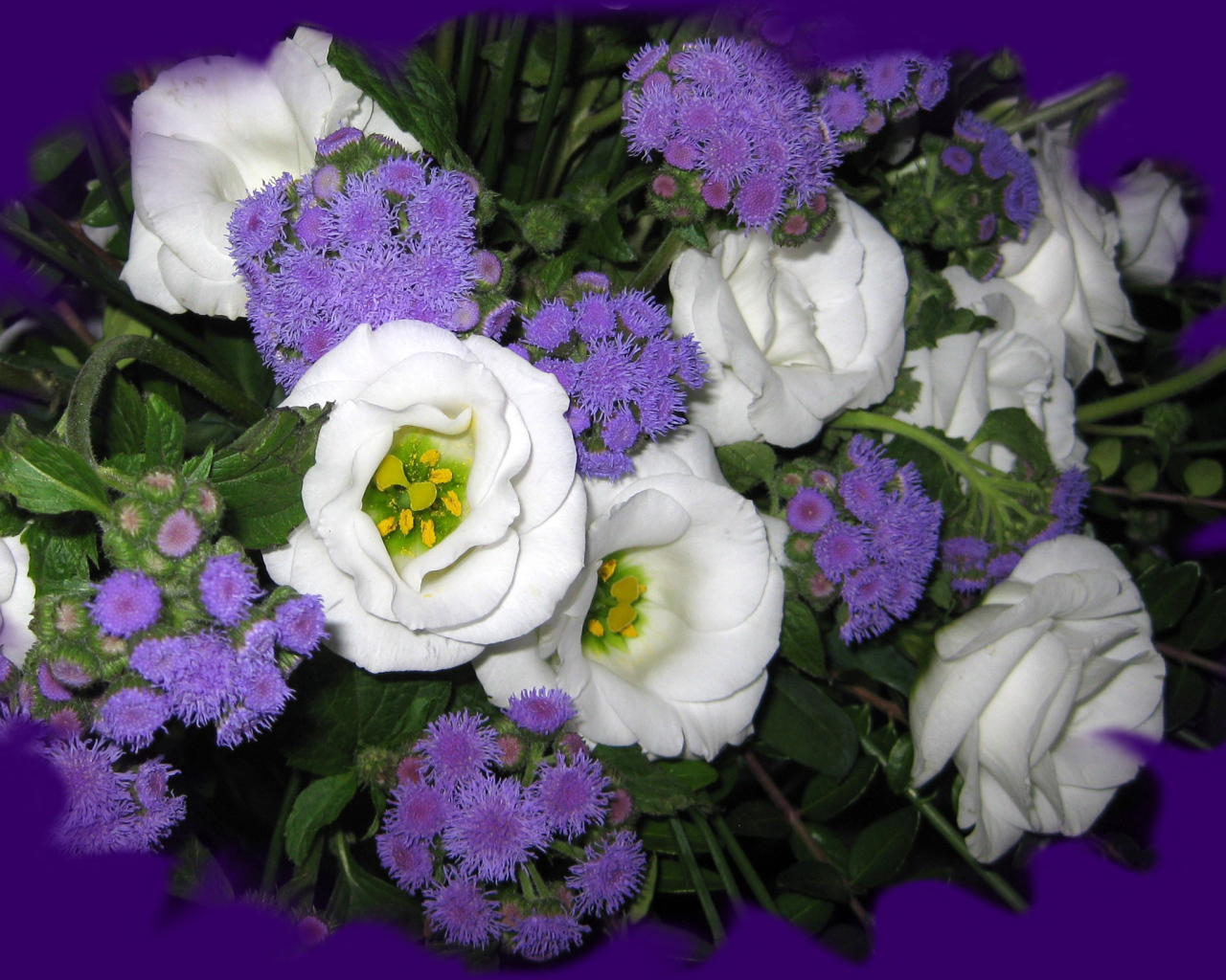 Красивые цветы эустома (ирландская роза) на клумбе в саду