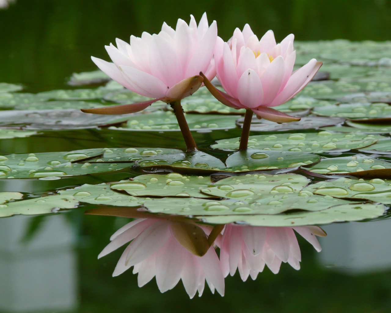 Прекрасные цветы нимфея