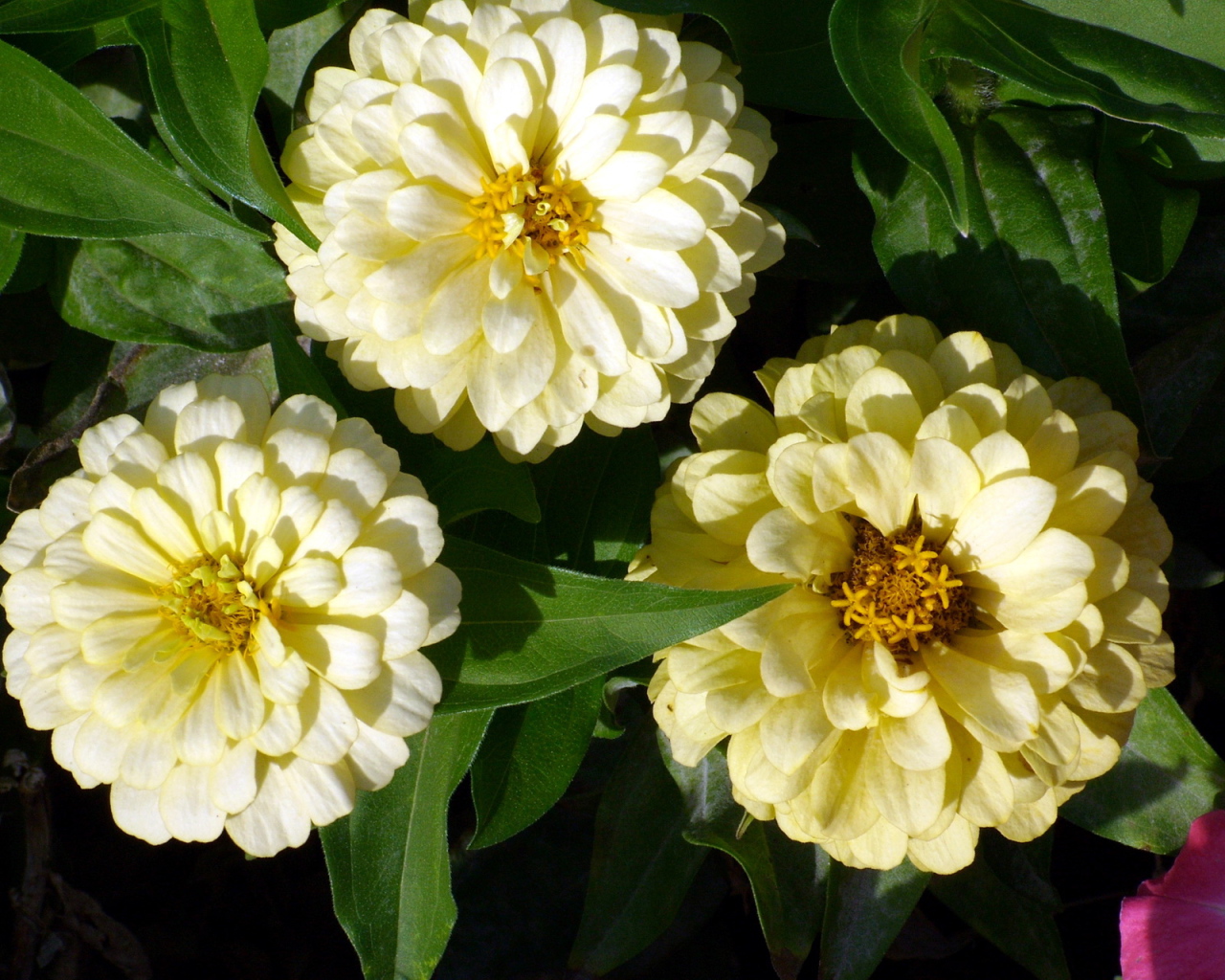 Красивые цветы цинния (циния) в саду