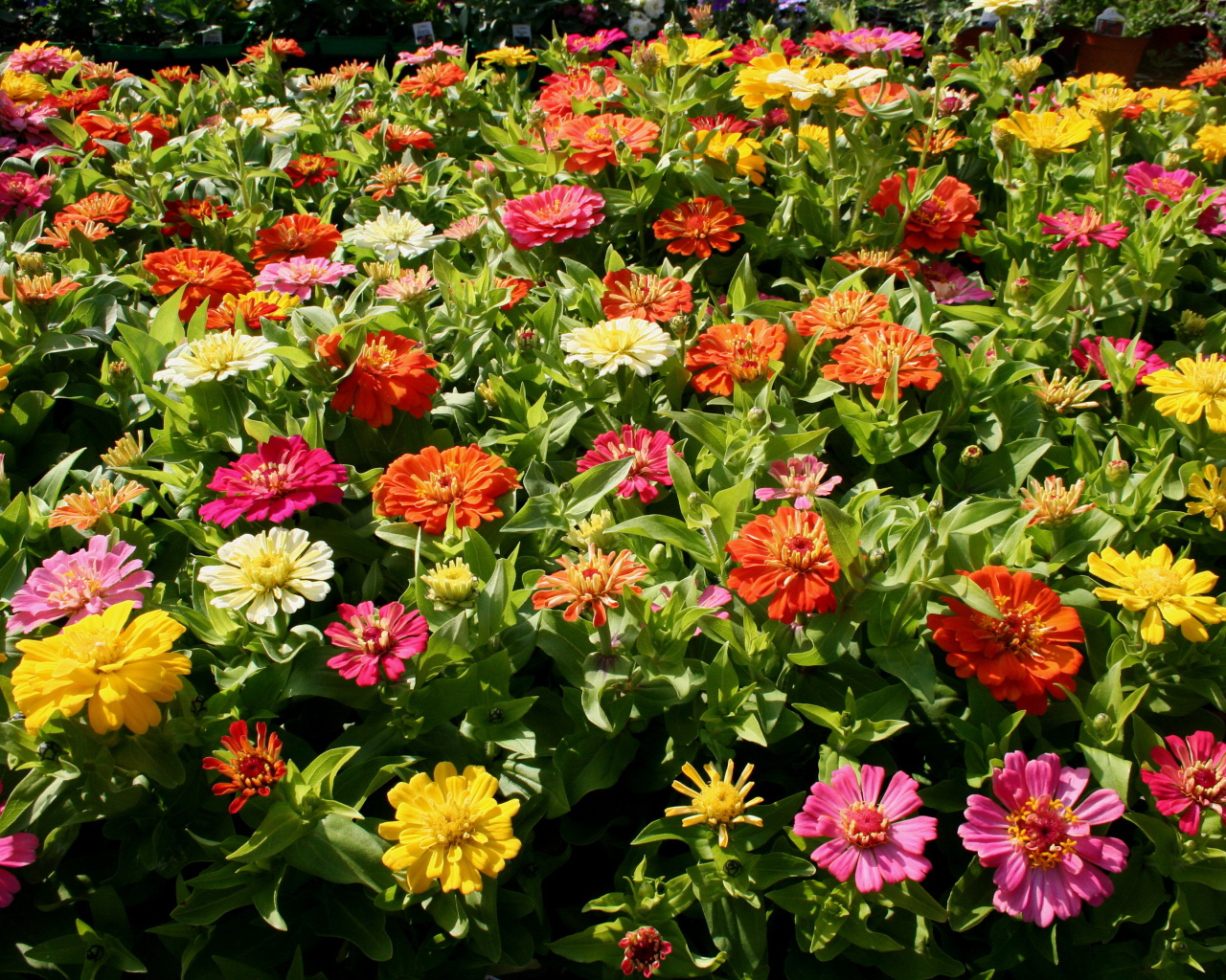 Красивые цветы цинния (циния) в парке