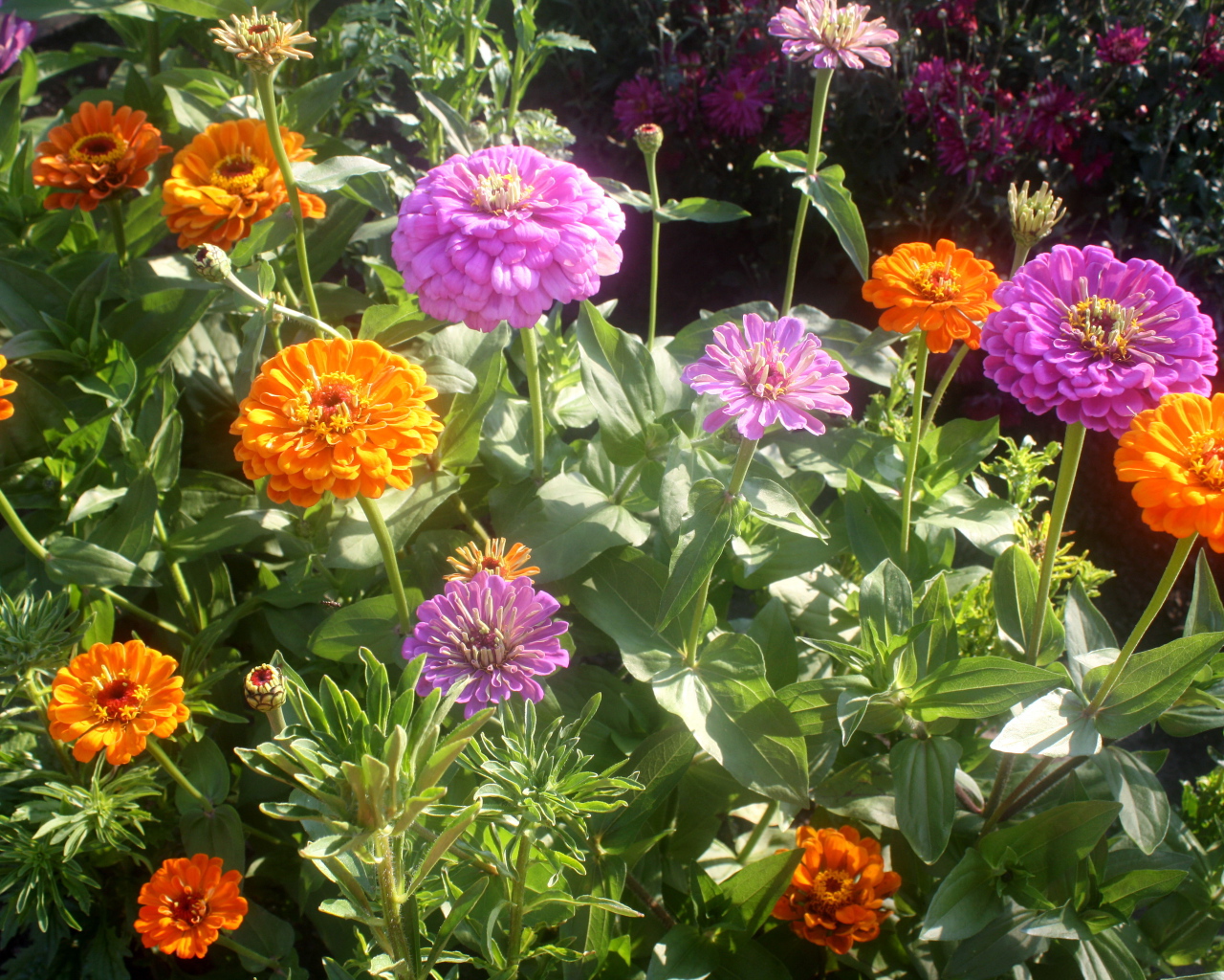 Красивые цветы цинния (циния) на клумбе в саду