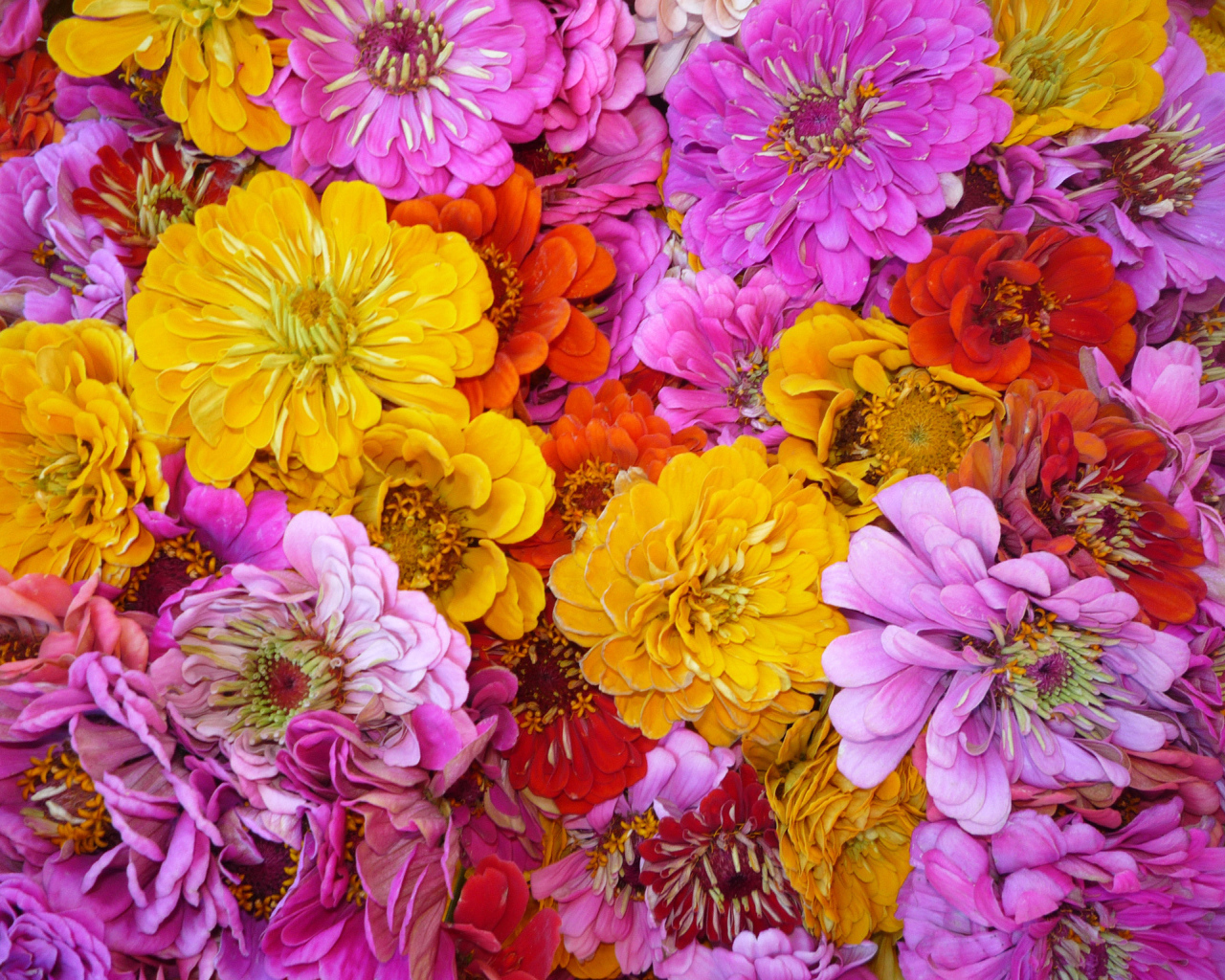 Красивые цветы цинния (циния) на поляне