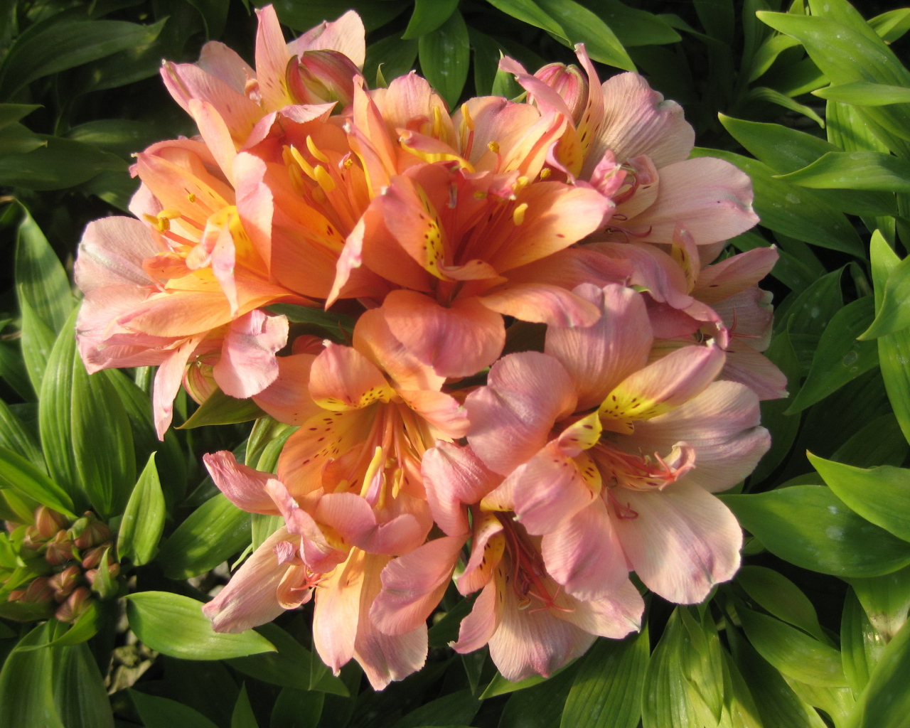 Красивые цветы альстремерия на клумбе в саду