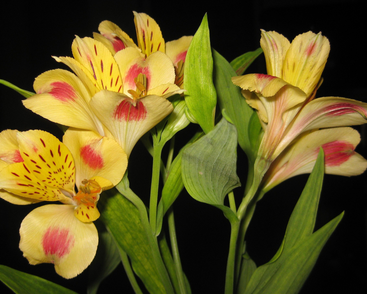 Красивые цветы альстремерия на поляне