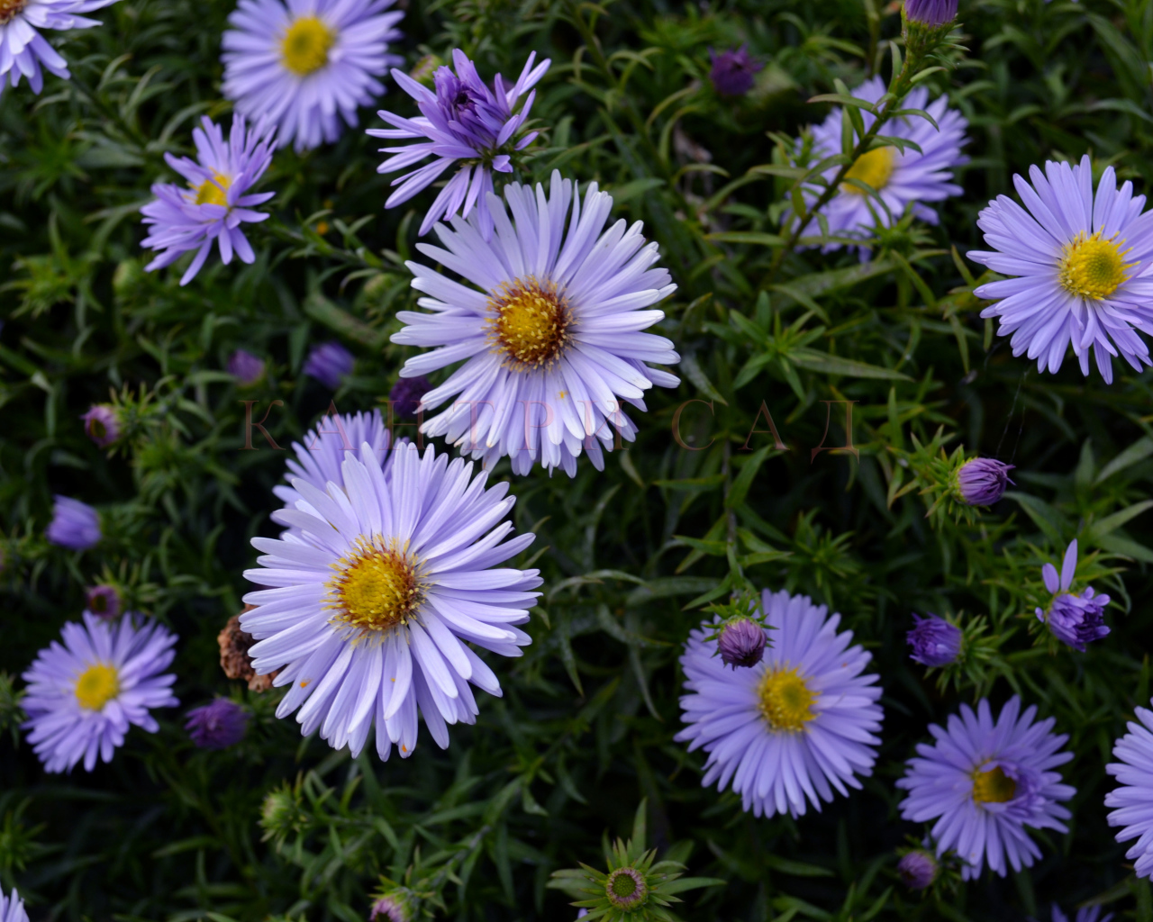 Красивые цветы астра в парке