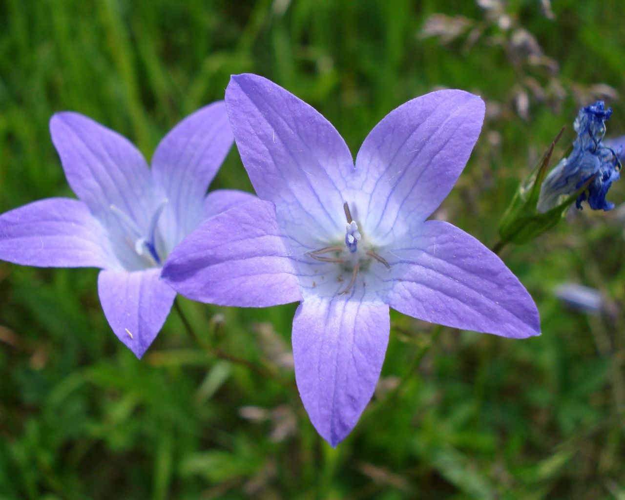 Красивые цветы колокольчик на клумбе в саду