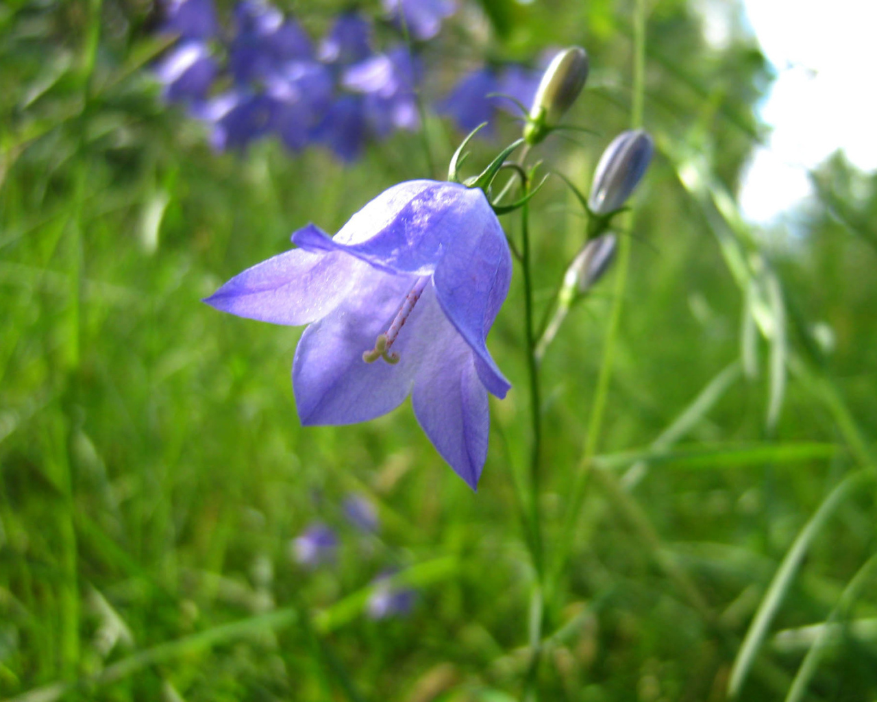 Красивые цветы колокольчик на поляне