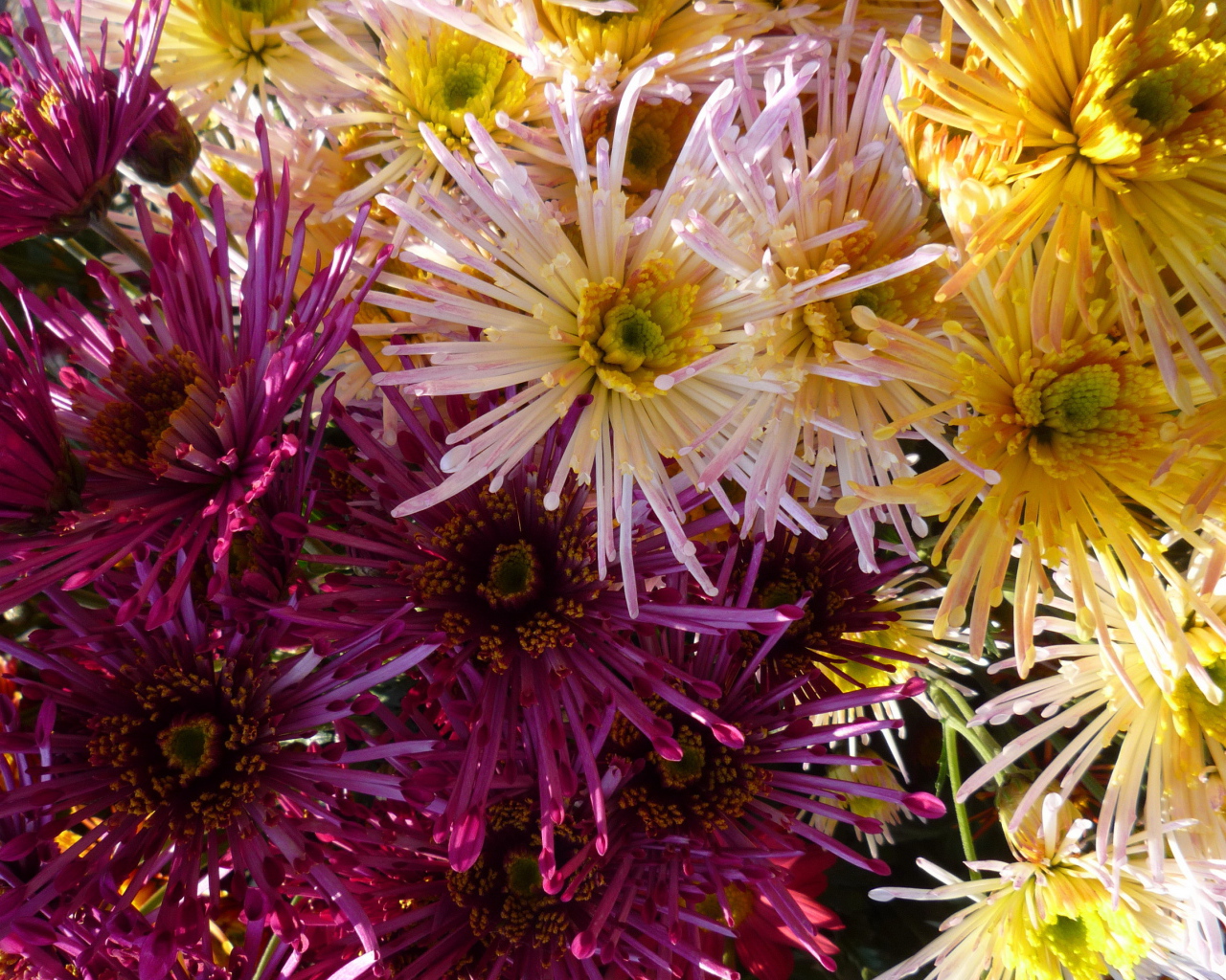 Красивые цветы хризантема в парке