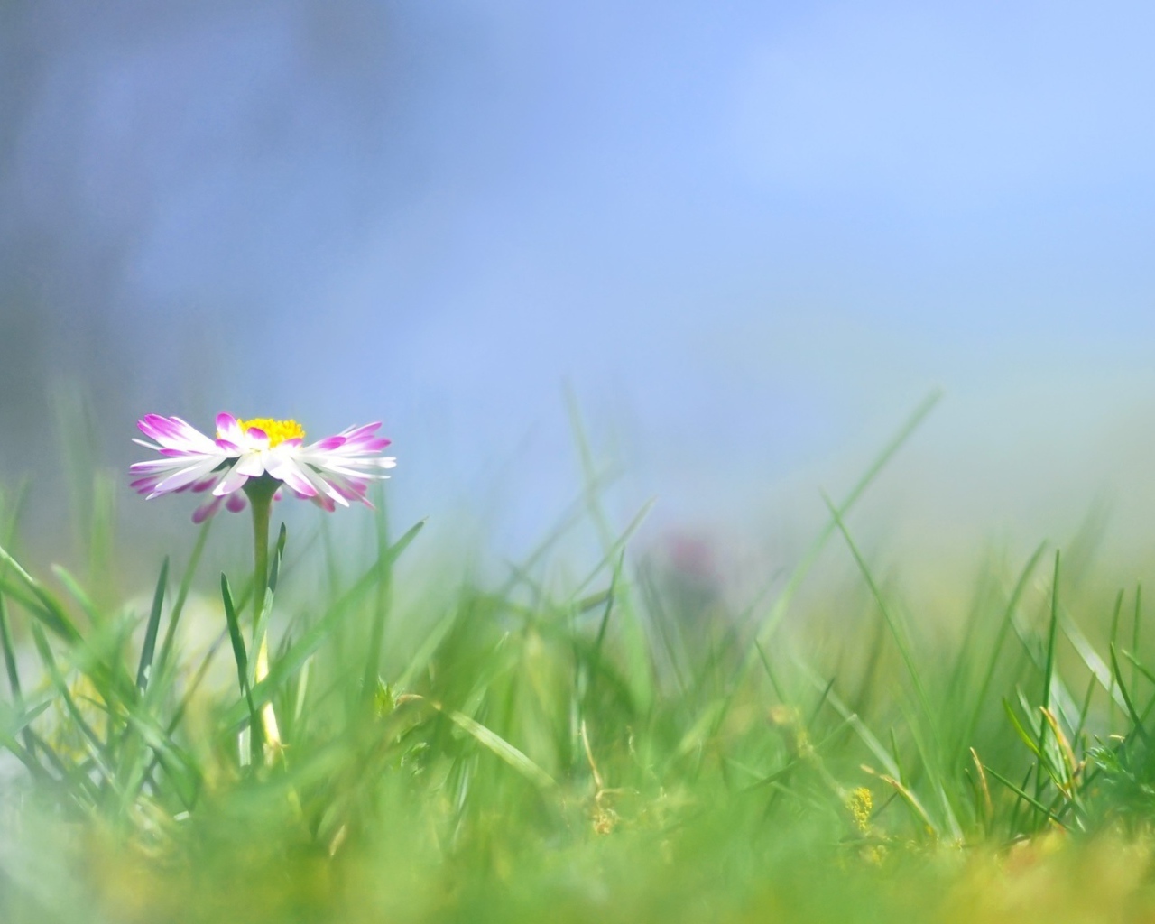 Прекрасные цветы маргаритки