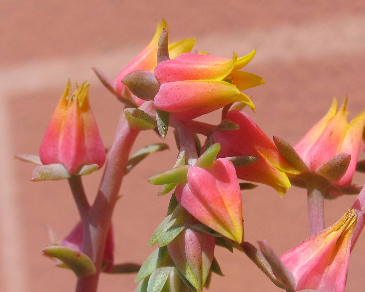 Красивые цветы эхеверия (эчеверия) на клумбе  в саду