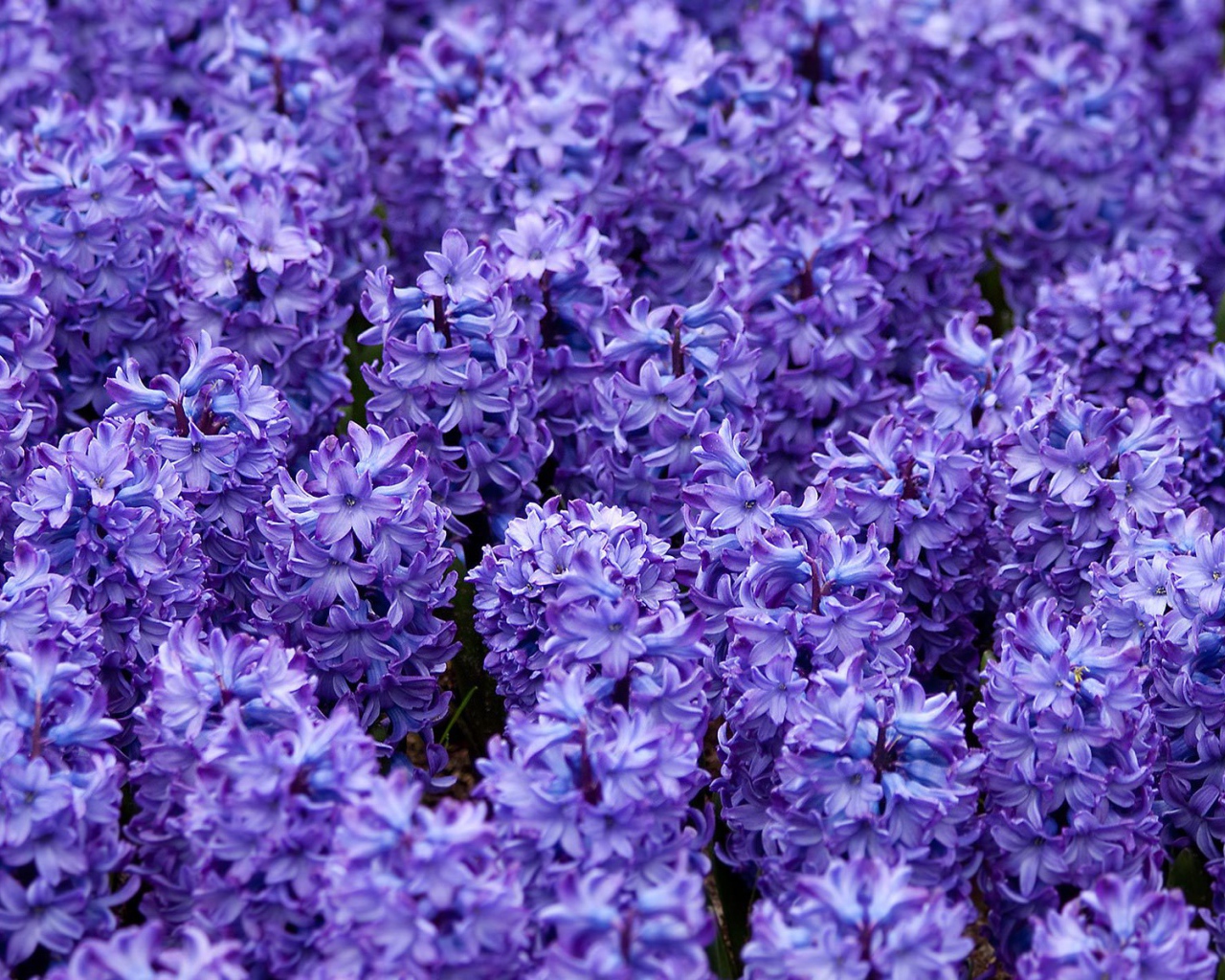 Красивые цветы гиацинты весной на поляне