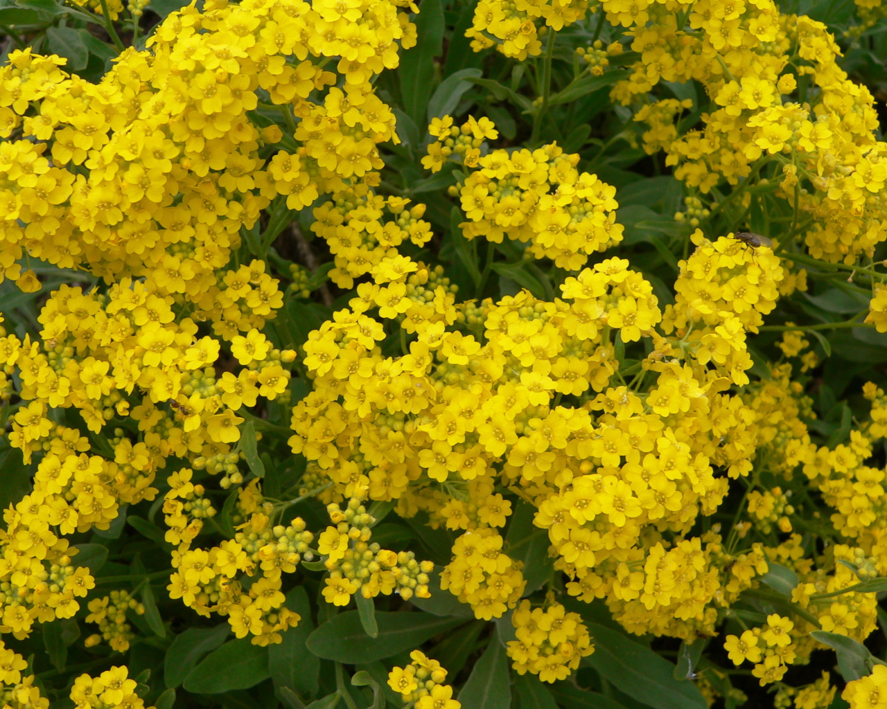 Красивые цветы алиссум на клумбе в саду