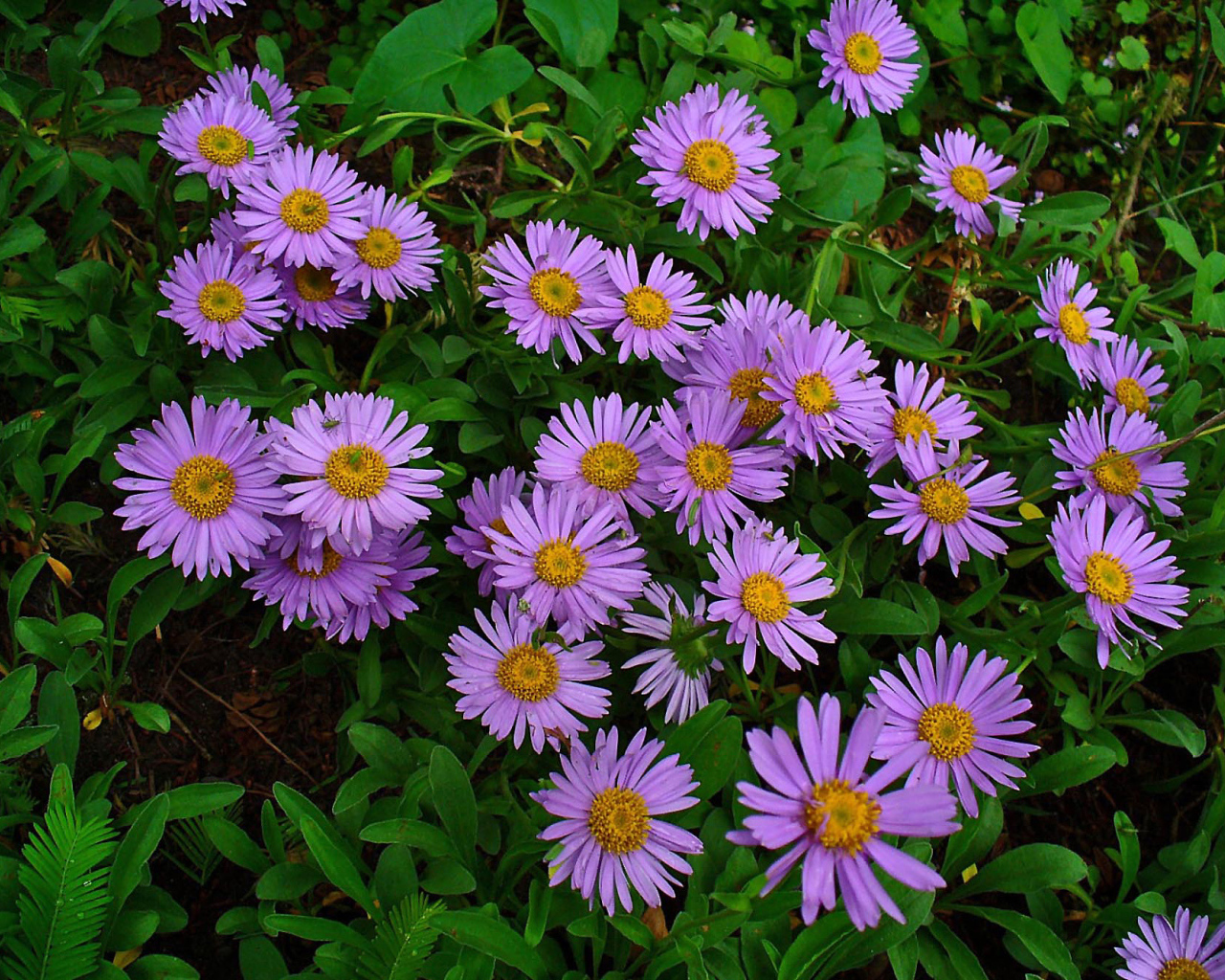 Красивые цветы астра на клумбе в саду