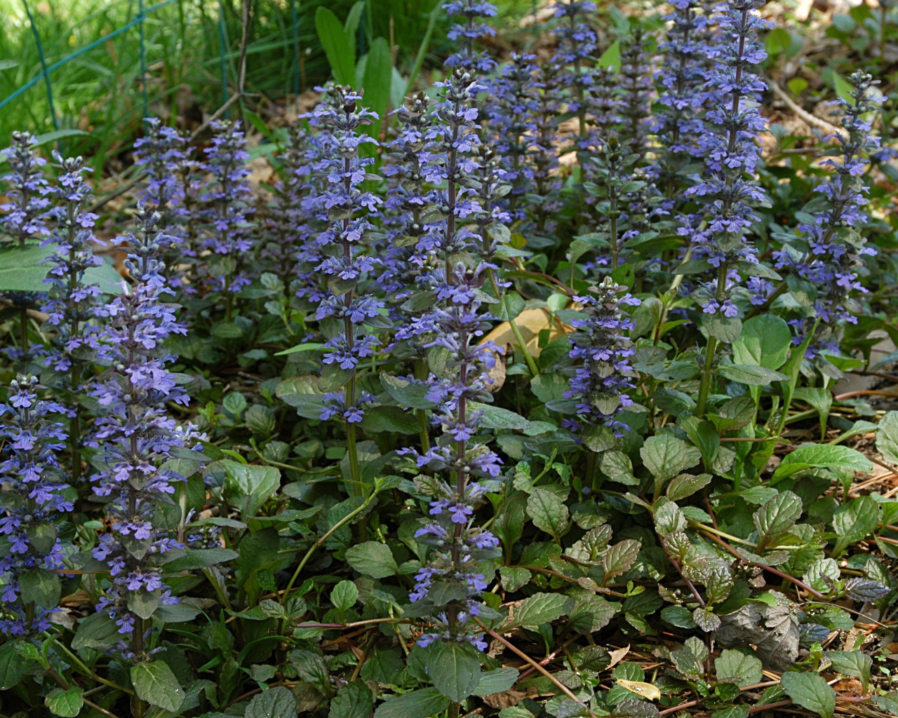 Красивые цветы аюга на клумбе в саду