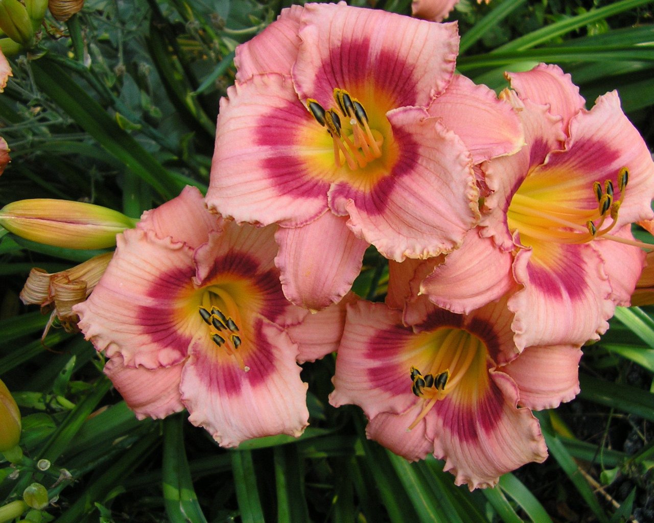 Красивые цветы лилейник на клумбе в саду