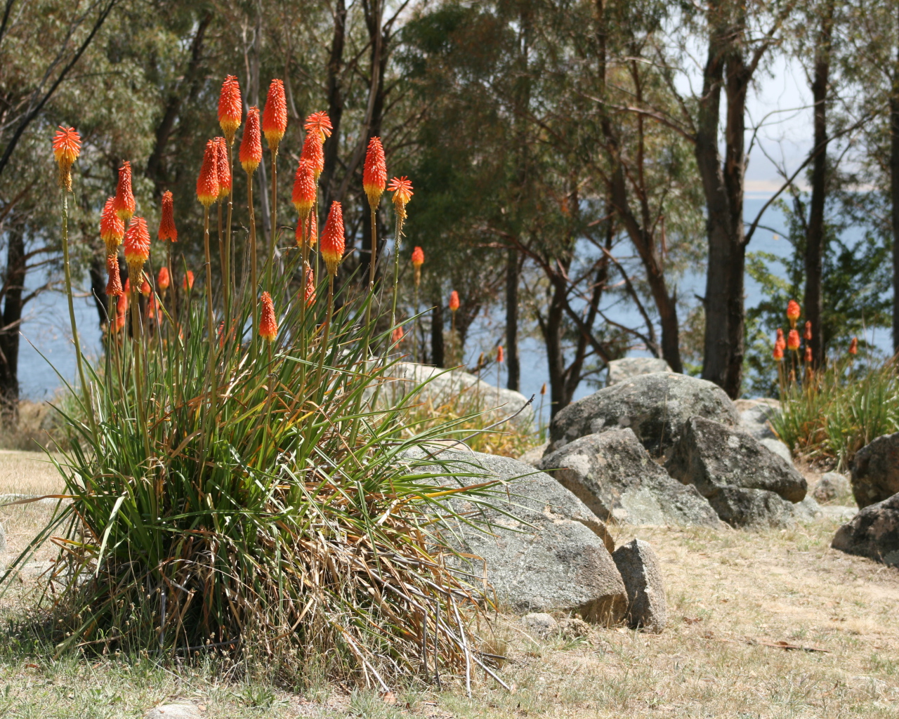 Красивые цветы кникофия на клумбе в саду