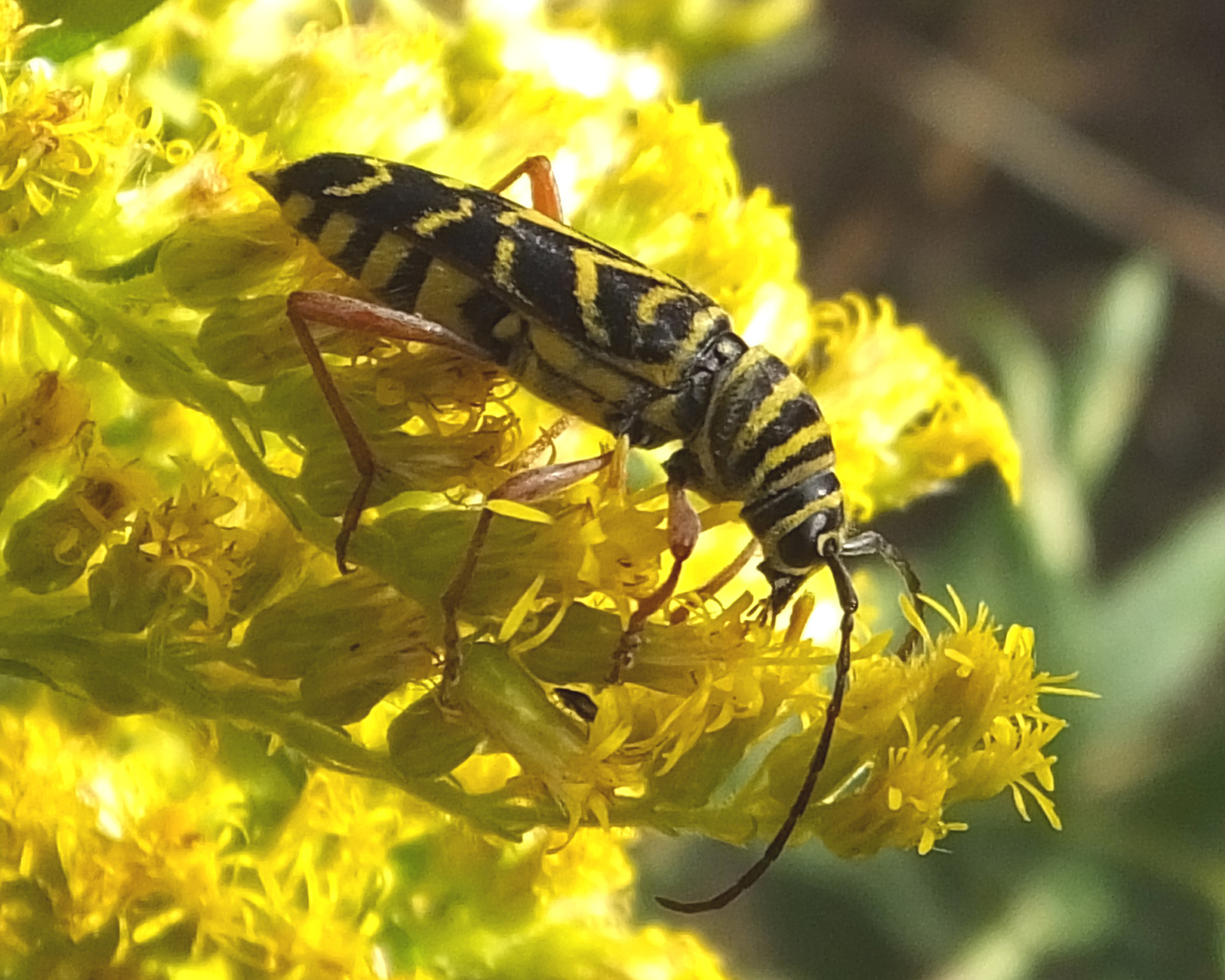 Красивые цветы венидиум на клумбе в саду