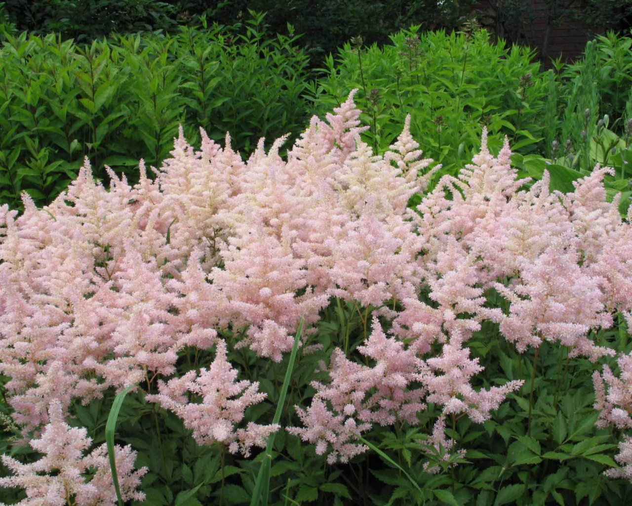 Красивые цветы астильба в саду