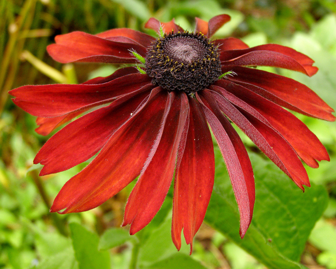 Красивые цветы рудбекия в саду