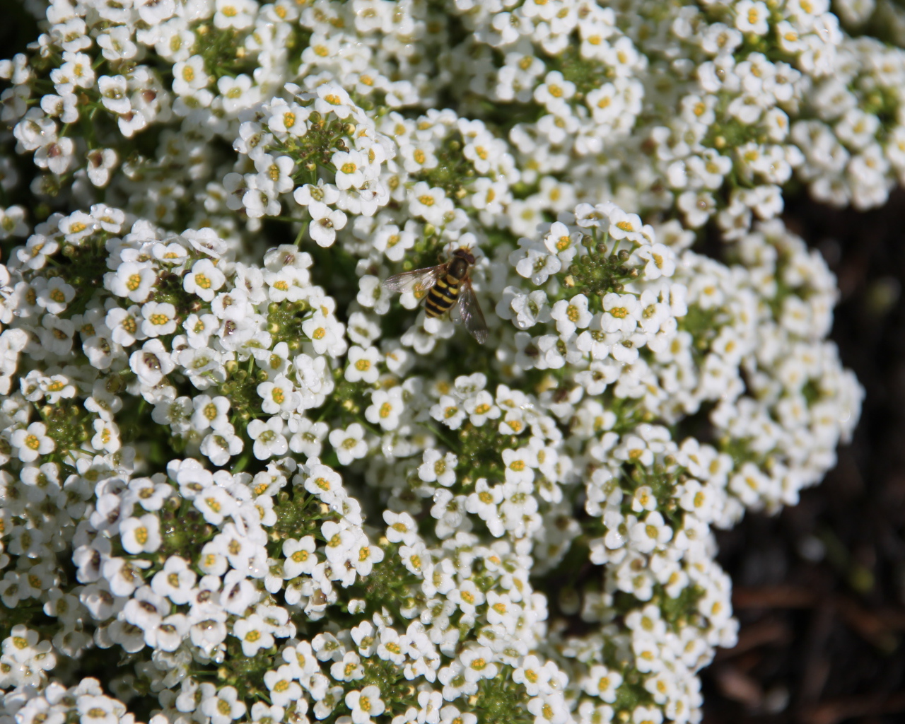 Красивые цветы алиссум в саду
