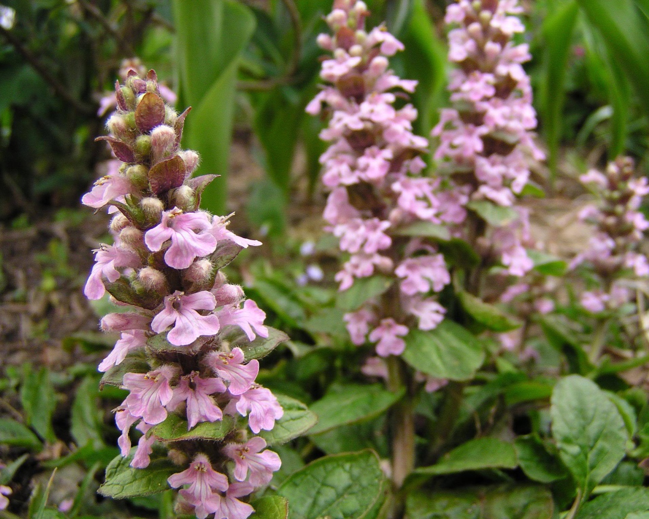 Красивые цветы аюга в саду