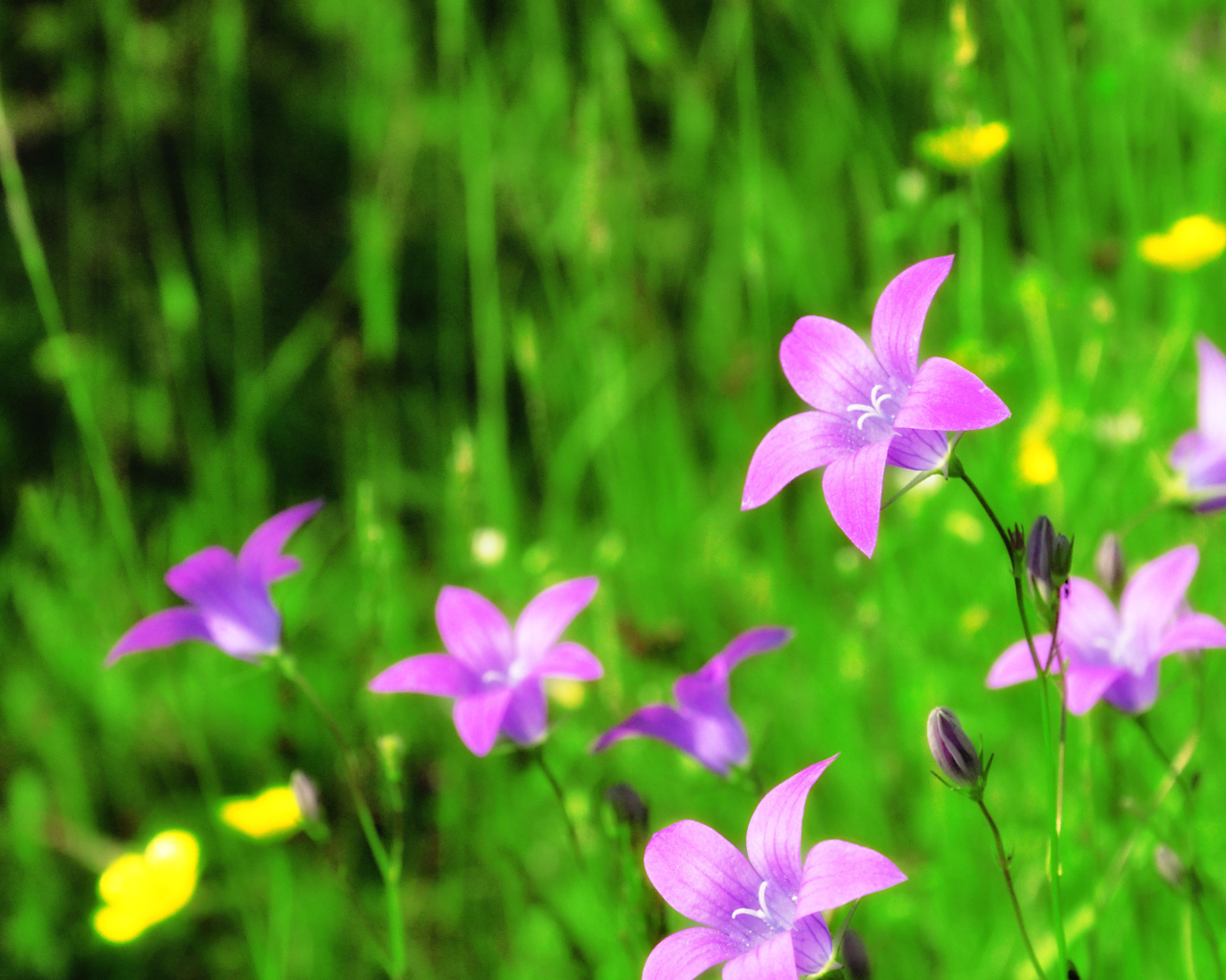 Красивые цветы колокольчики в саду
