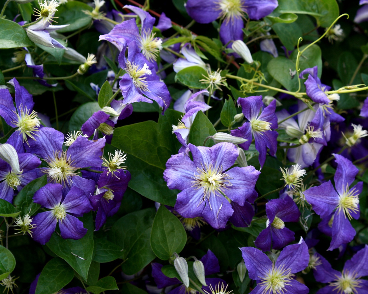 Красивые цветы клематис в саду