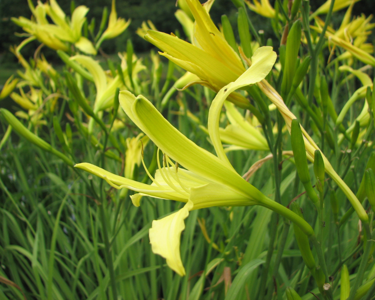 Красивые цветы лилейник в саду