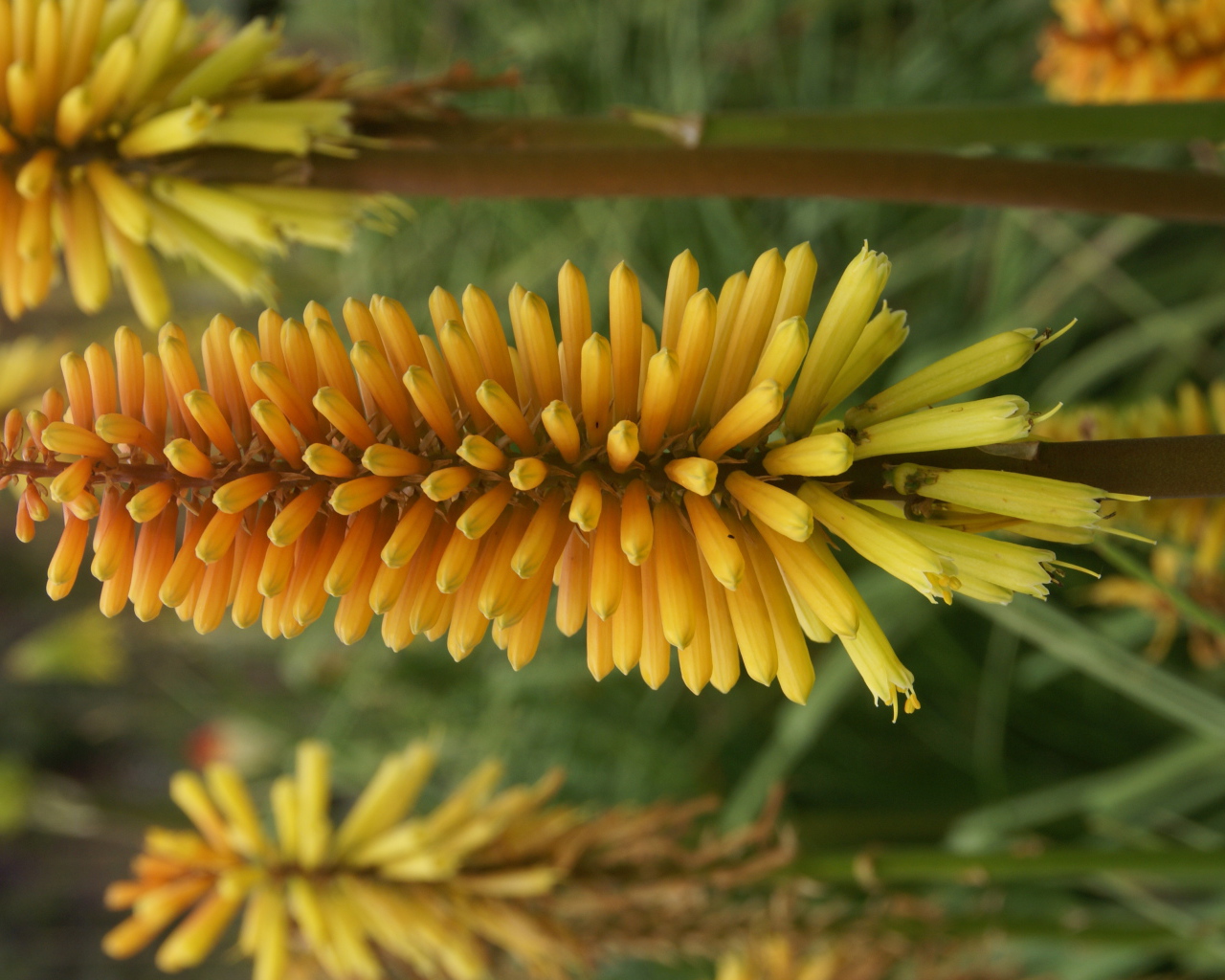 Красивые цветы кникофия в саду