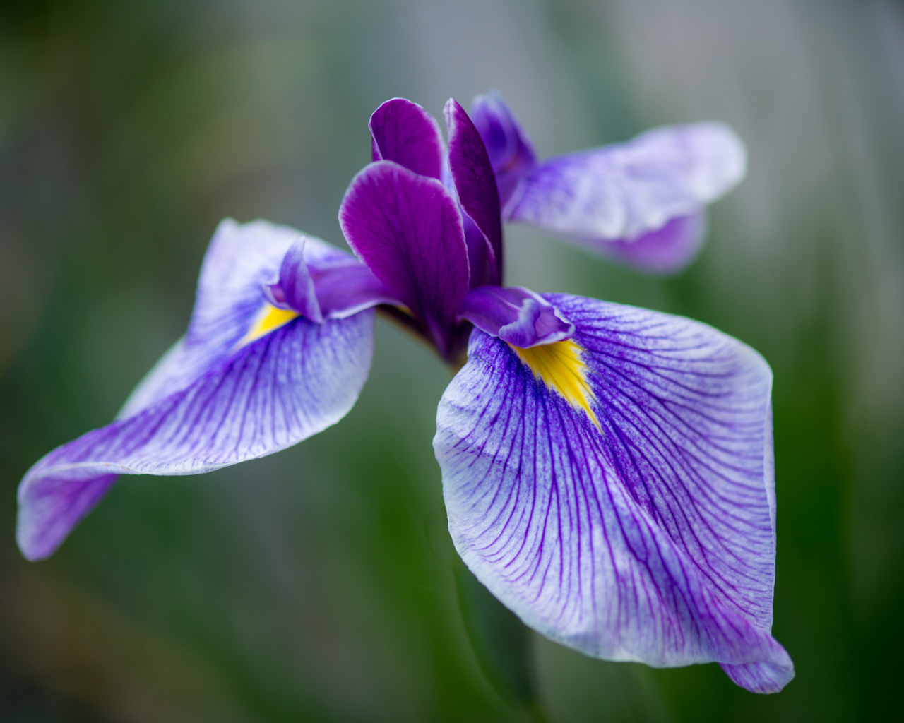 Красивые цветы ирисы в саду